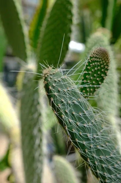 Double Thorn