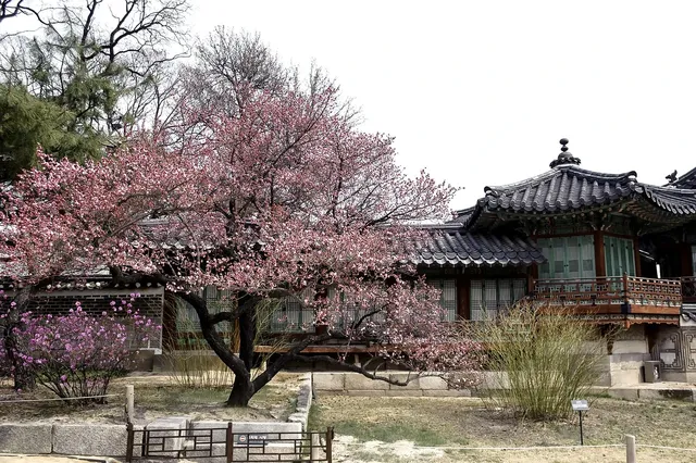 Korean Traditional Music Concert