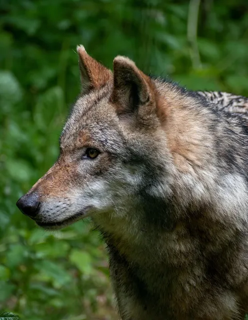 Wolf Warriors