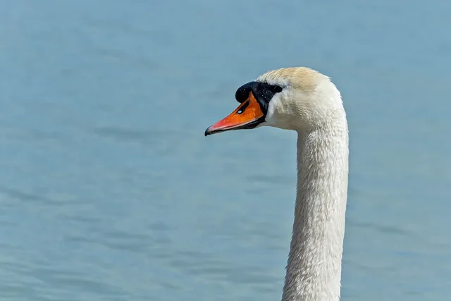 Swan