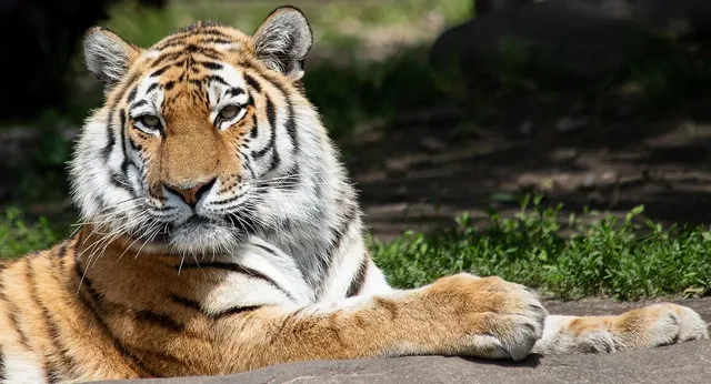 Tiger Dragon