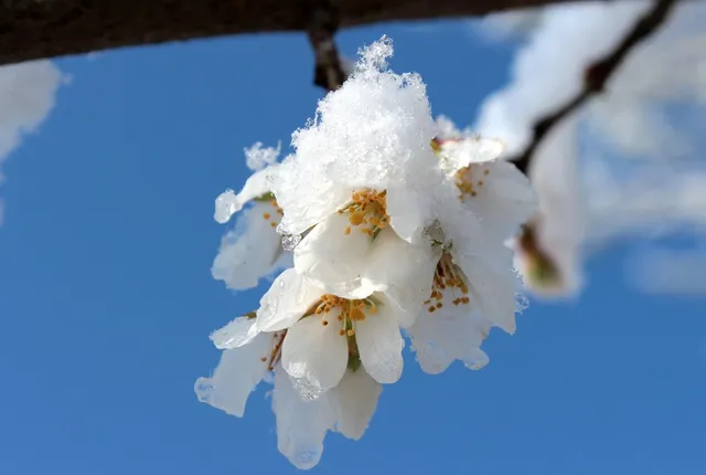 Town of Evening Calm, Country of Cherry Blossoms