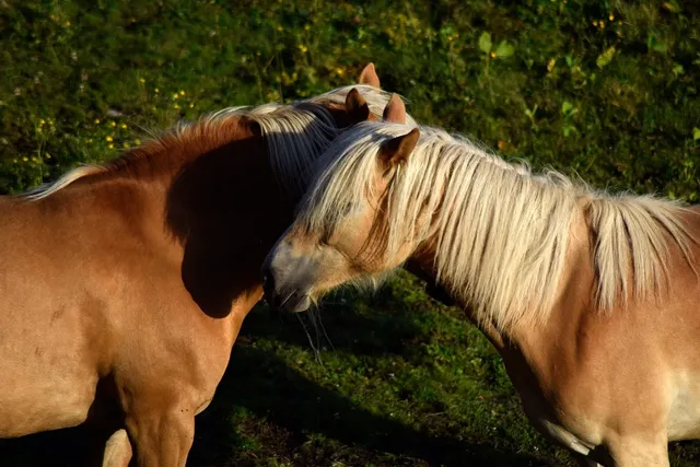 The Workhorse & the Bigmouth