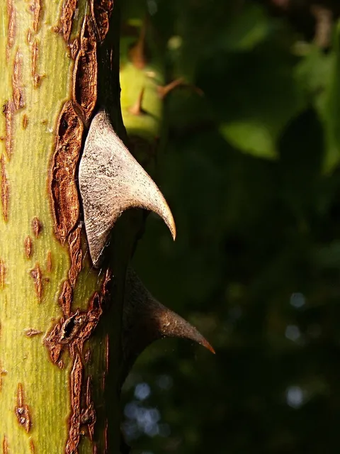 Thorn (2020)
